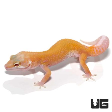 Juvenile Raptor Leopard Gecko (Snake Eyes) For Sale - Underground Reptiles