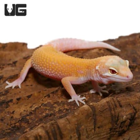 Juvenile Raptor Leopard Gecko (Snake Eyes) For Sale - Underground Reptiles