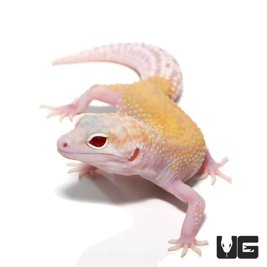 Raptor Leopard Gecko (Solid Red Eyes) For Sale - Reptiles
