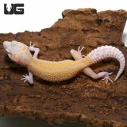 Juvenile Raptor Leopard Gecko (Solid Red Eyes)s For Sale - Underground Reptiles
