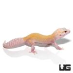 Juvenile Raptor Leopard Gecko (Solid Red Eyes)s For Sale - Underground Reptiles