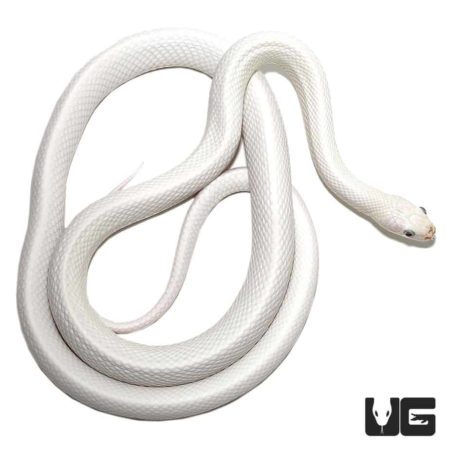 Leucistic Texas Ratsnake with distinctive bug eyes, showcasing unique white coloration and striking.