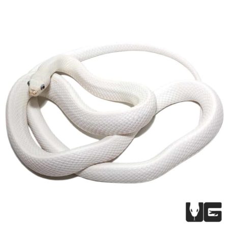 Leucistic Texas Ratsnake with unique bug-eyed appearance, showcasing its striking white coloration a.