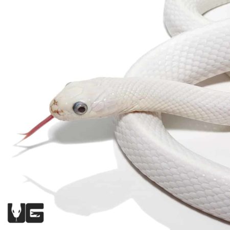 Leucistic Texas Ratsnake with distinctive bug-eyed appearance, showcasing unique white coloration an.