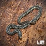 Juvenile Florida Blue Garter Snakes For Sale - Underground Reptiles