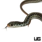 Juvenile Florida Blue Garter Snakes For Sale - Underground Reptiles