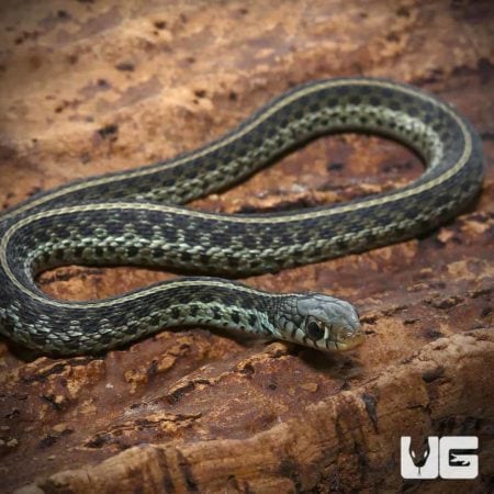 Juvenile Florida Blue Garter Snakes For Sale - Underground Reptiles