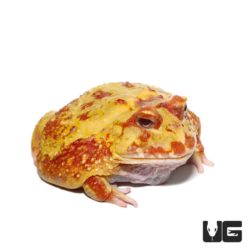 Adult Raspberry Pacman Frogs For Sale - Underground Reptiles