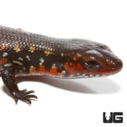 Baby Fire Skinks For Sale - Underground Reptiles