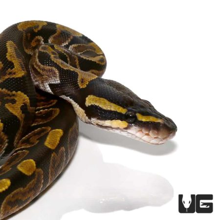 Baby GHI Ball Python For Sale - Underground Reptiles