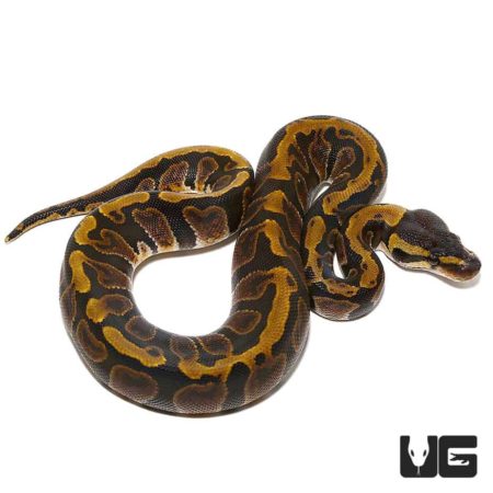 Baby GHI Ball Python For Sale - Underground Reptiles