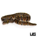 Baby GHI Ball Python For Sale - Underground Reptiles