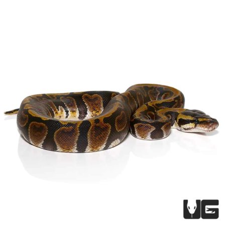 Baby GHI Ball Python For Sale - Underground Reptiles