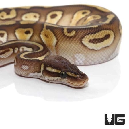 Baby Lesser Ball Pythons For Sale - Underground Reptiles