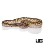 Baby Lesser Ball Pythons For Sale - Underground Reptiles