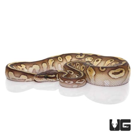Baby Lesser Ball Pythons For Sale - Underground Reptiles