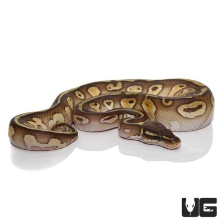 Baby Lesser Ball Pythons For Sale - Underground Reptiles