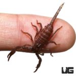 Malaysian Forest Scorpions (Heterometrus Spinifer) For Sale - Underground Reptiles