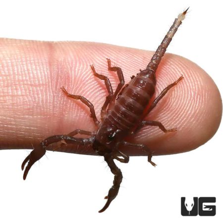 Malaysian Forest Scorpions (Heterometrus Spinifer) For Sale - Underground Reptiles