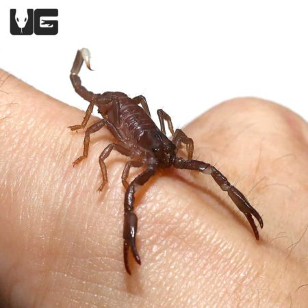 Malaysian Forest Scorpions (Heterometrus Spinifer) For Sale - Underground Reptiles
