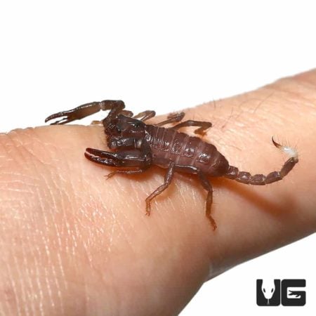 Malaysian Forest Scorpions (Heterometrus Spinifer) For Sale - Underground Reptiles