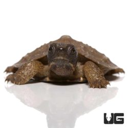 Baby North American Wood Turtles For Sale - Underground Reptiles
