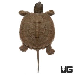 Baby North American Wood Turtles For Sale - Underground Reptiles