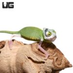 Pied Translucent Veiled Chameleons For Sale - Underground Reptiles