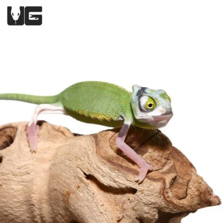 Pied Translucent Veiled Chameleons For Sale - Underground Reptiles