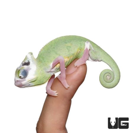 Pied Translucent Veiled Chameleons For Sale - Underground Reptiles