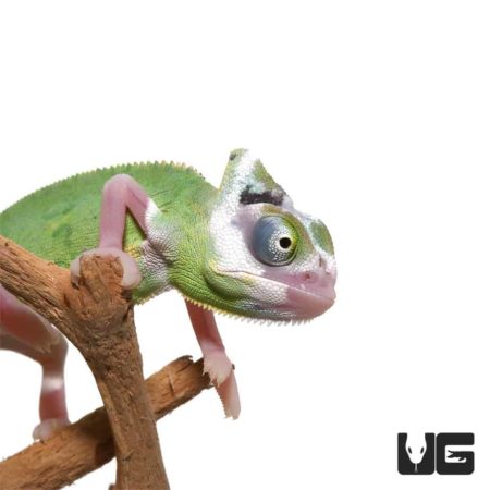 Pied Translucent Veiled Chameleons For Sale - Underground Reptiles