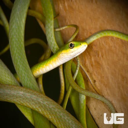 Florida Rough Green Snake For Sale - Underground Reptiles