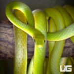 Florida Rough Green Snake For Sale - Underground Reptiles