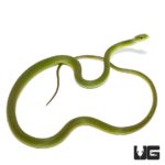 Florida Rough Green Snake For Sale - Underground Reptiles