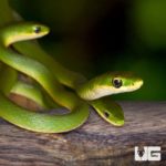 Rough Green Snake For Sale - Underground Reptiles