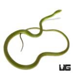 Rough Green Snake For Sale - Underground Reptiles