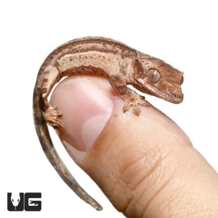 Baby Phantom Reverse Pinstripe Quad Stripe Crested Geckos For Sale - Underground Reptiles