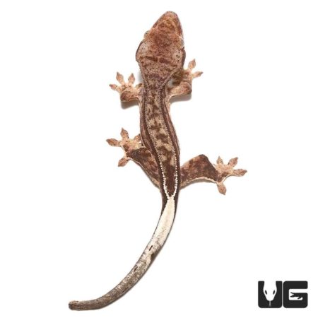 Baby Phantom Reverse Pinstripe Crested Gecko, vibrant and unique reptile for sale.
