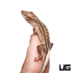 Baby Phantom Reverse Pinstripe Quad Stripe Crested Geckos For Sale - Underground Reptiles