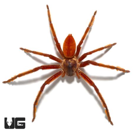 Solomon Island Huntsman Spider For Sale - Underground Reptiles