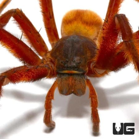 Close-up of a Solomon Island Huntsman Spider showing its detailed body and legs.