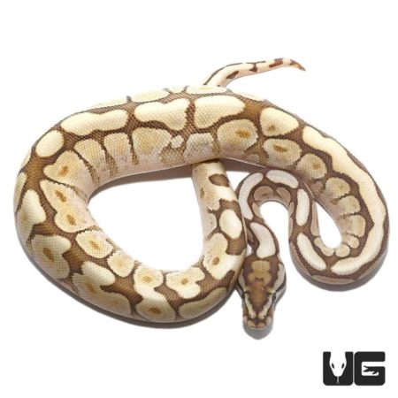 Spider Lesser Ball Python Het Lavender Albino For Sale - Underground Reptiles