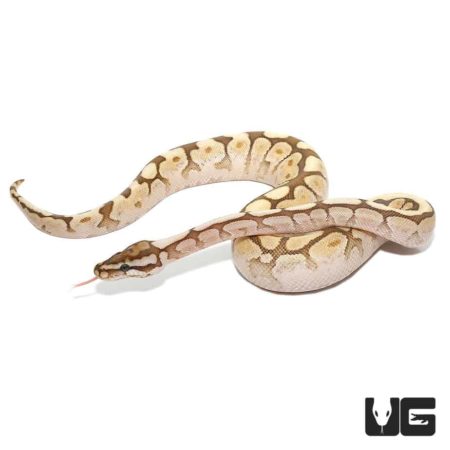Spider Lesser Ball Python Het Lavender Albino For Sale - Underground Reptiles
