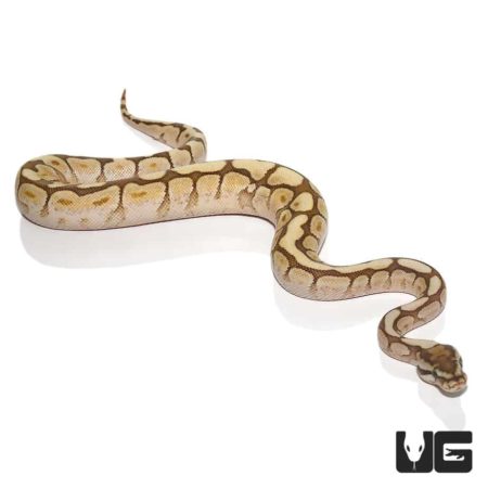 Spider Lesser Ball Python Het Lavender Albino For Sale - Underground Reptiles