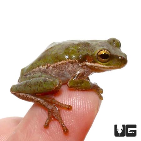 Squirrel Tree Frog For Sale - Underground Reptiles