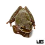 Squirrel Tree Frog For Sale - Underground Reptiles