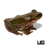 Squirrel Tree Frog For Sale - Underground Reptiles