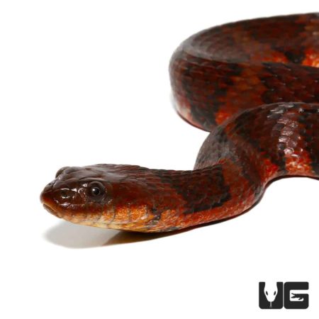 Suriname Brown Banded Water Snake For Sale - Underground Reptiles