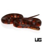 Suriname Brown Banded Water Snake For Sale - Underground Reptiles