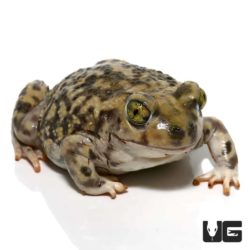 Baby Western Spadefoot Toad For Sale - Underground Reptiles